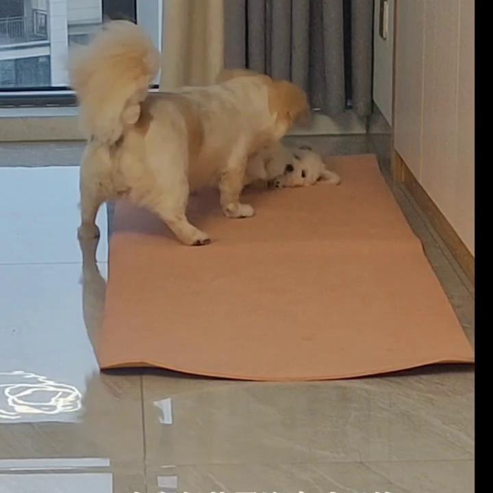 记录傻狗的美好生活,热爱生活开心有趣努力善良图片