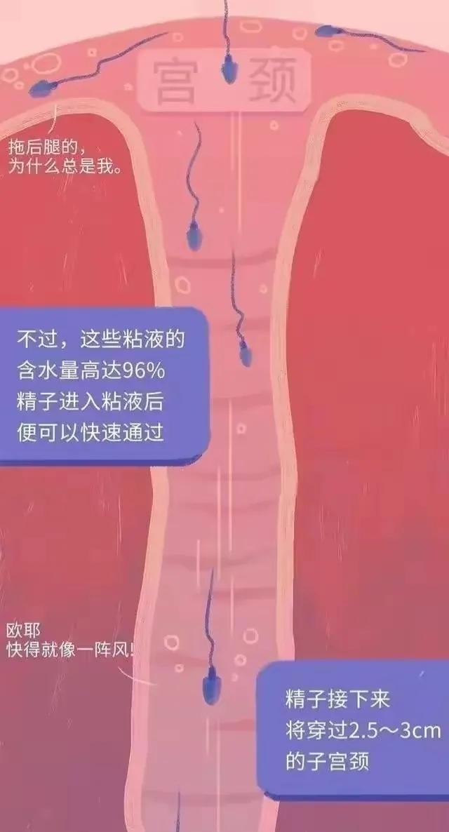 精子进入女性体内后，会发生什么神奇的事？漫画科普