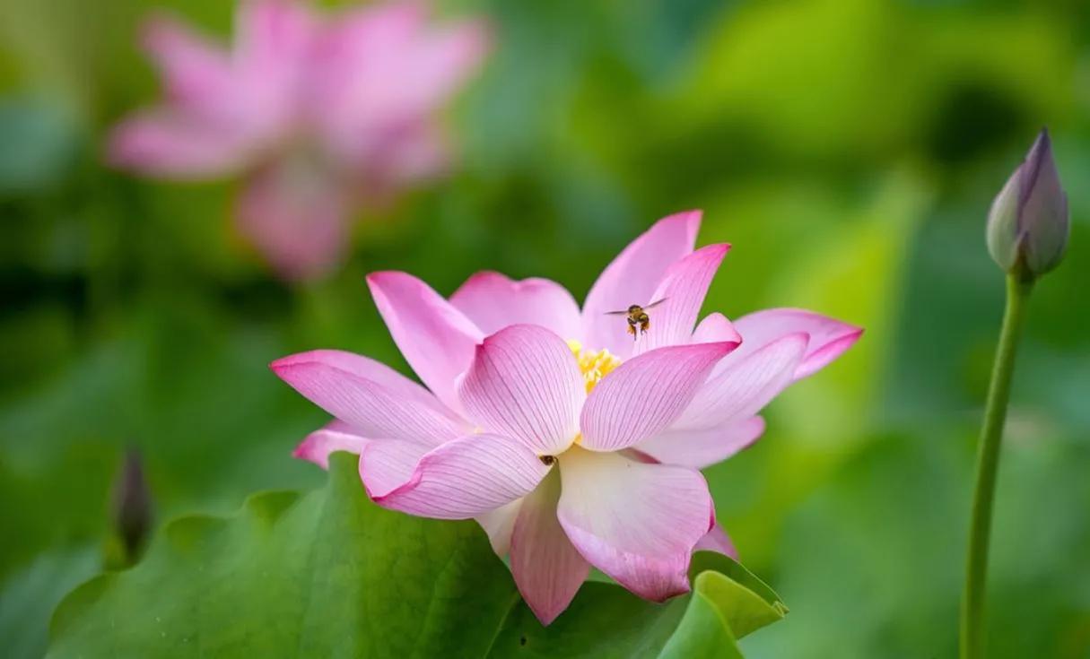 惊艳千年的“花之仙子”，唯美了整个夏天