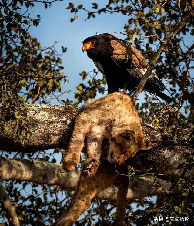鬣狗捕食动物图片,鬣狗捕杀巨蟒