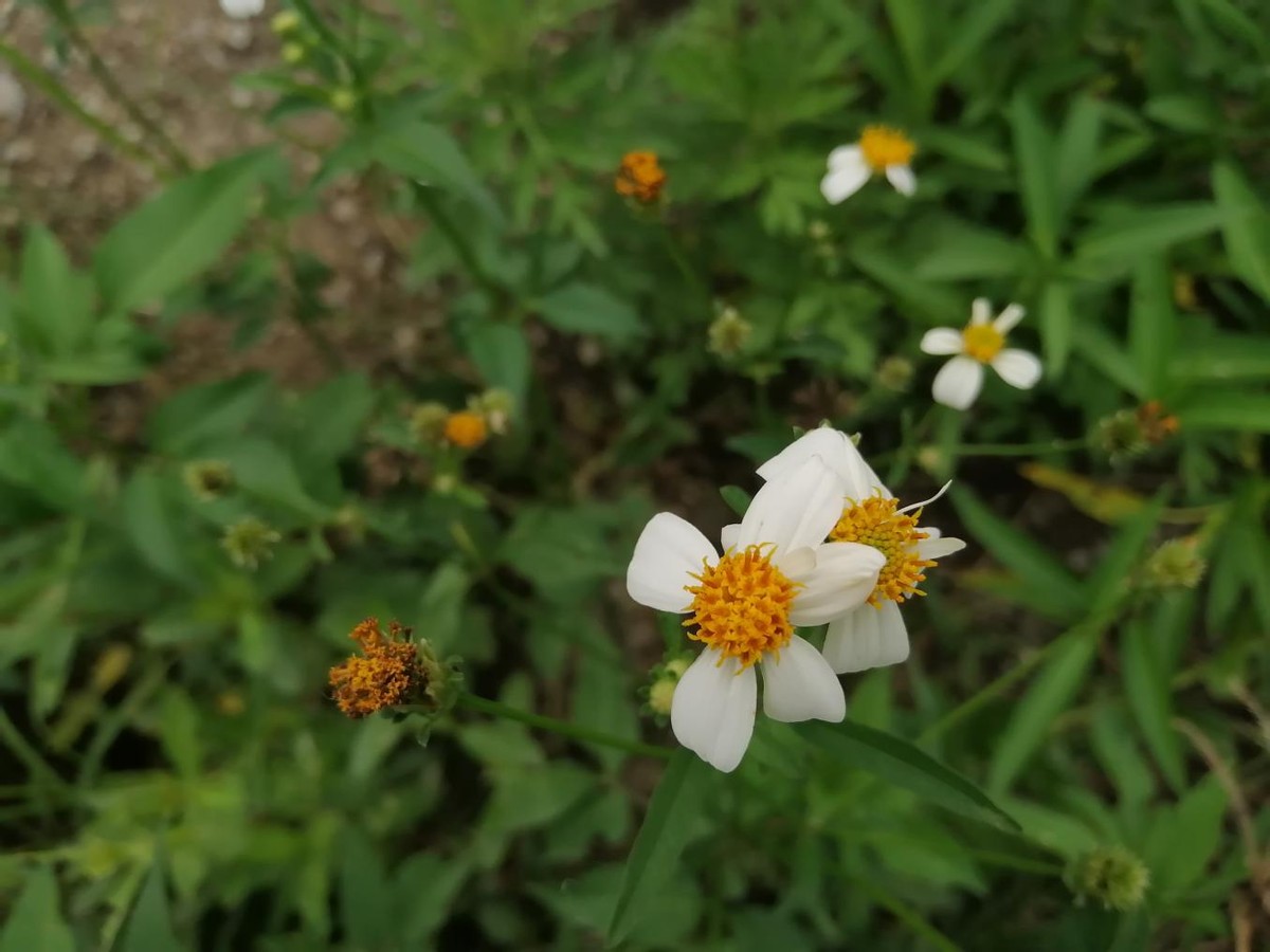 华为畅享50测评体验,华为畅享50使用测试