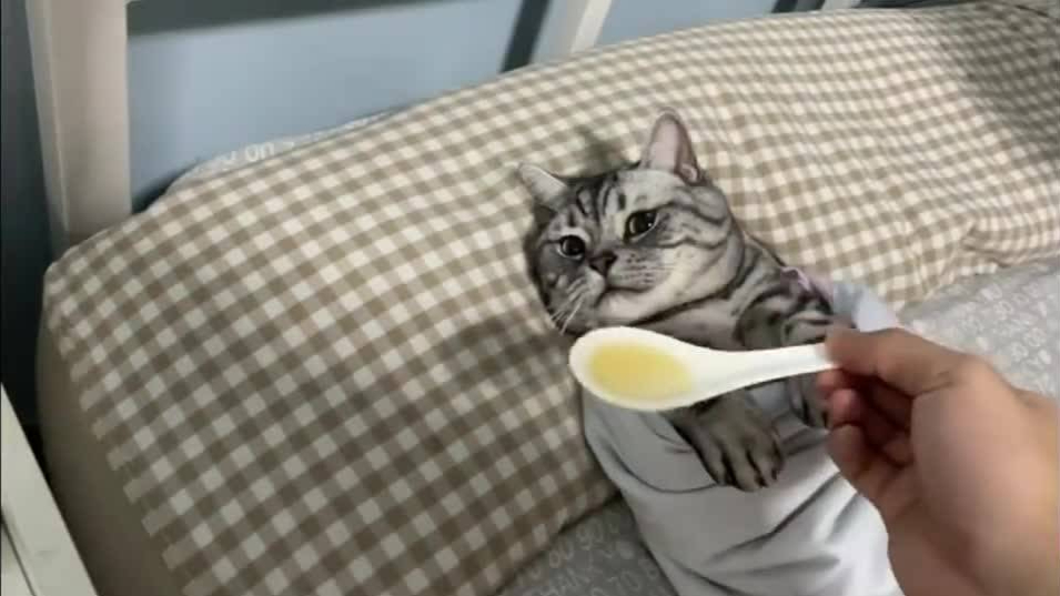 猫喂药喂不进去怎么办,给猫喂糖浆喂药技巧