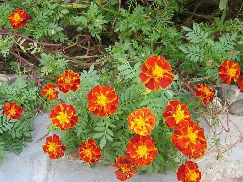 鏃ユ湰灏忎紬鍝佺墝,鍐烽棬鏃ユ湰灏忎紬鍝佺墝