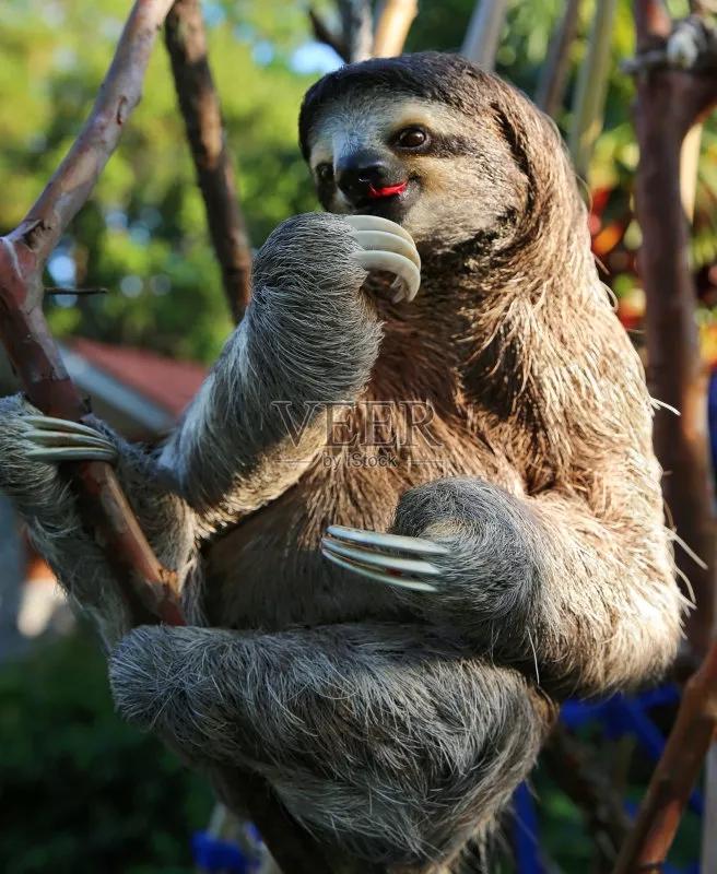 动物千姿百态,动物园的动物千姿百态