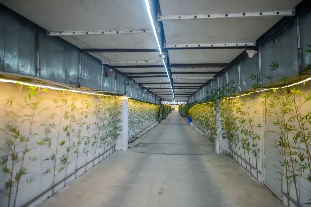 夜爬济南千佛山看日出,夜爬千佛山攻略