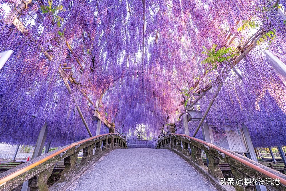 日本春季旅游攻略图,秋季日本旅游路线推荐