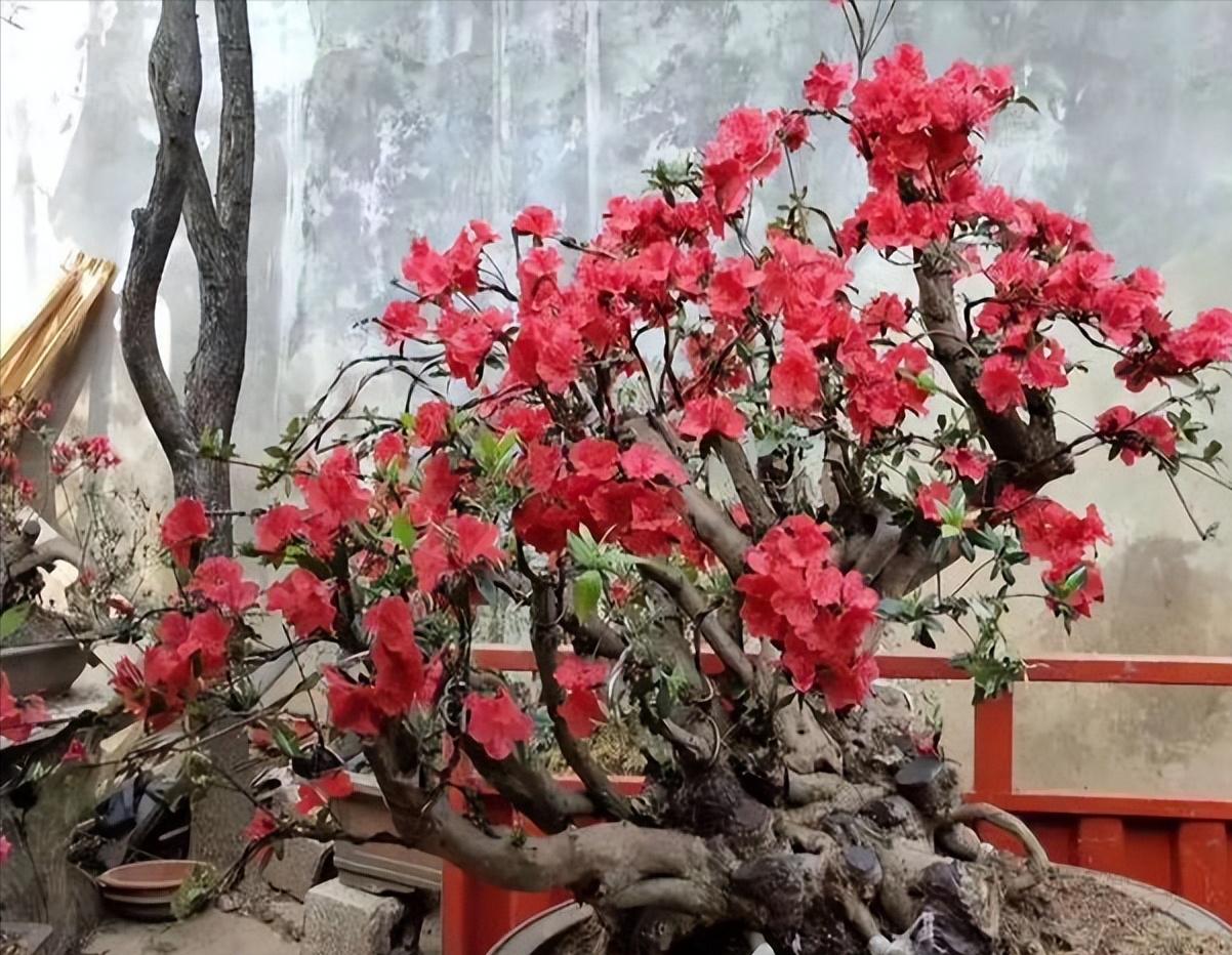 养盆景桩,养桩拿什么养