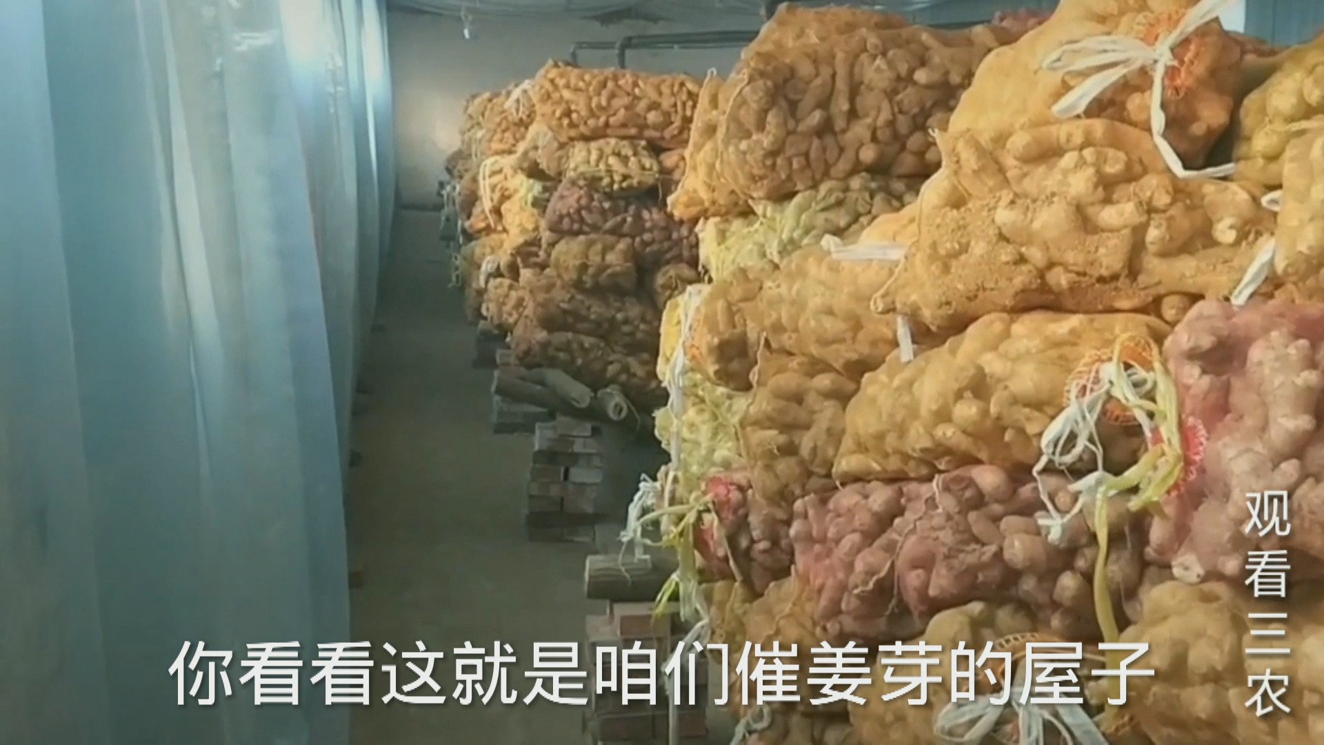 怎么用姜芽种出姜,大姜种植姜芽朝向怎么定