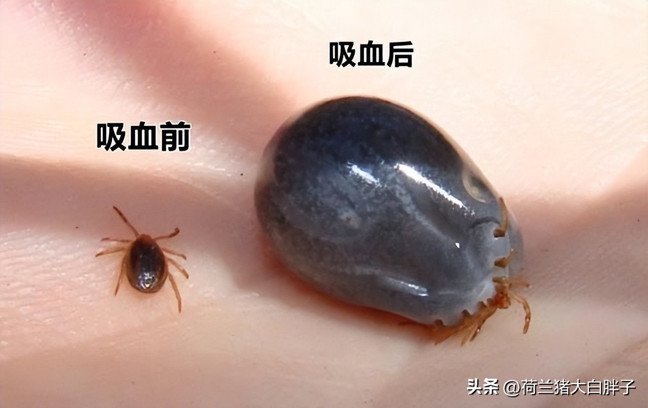 猫咪是如何感染球虫的,猫咪怎么感染蜱虫