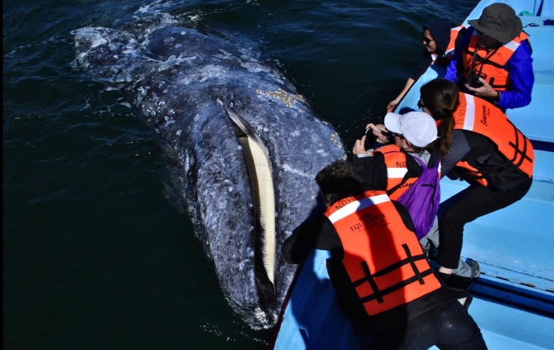 身上虱子太多，灰鲸无奈找人类帮忙，墨西哥船长秒变“搓澡工”！