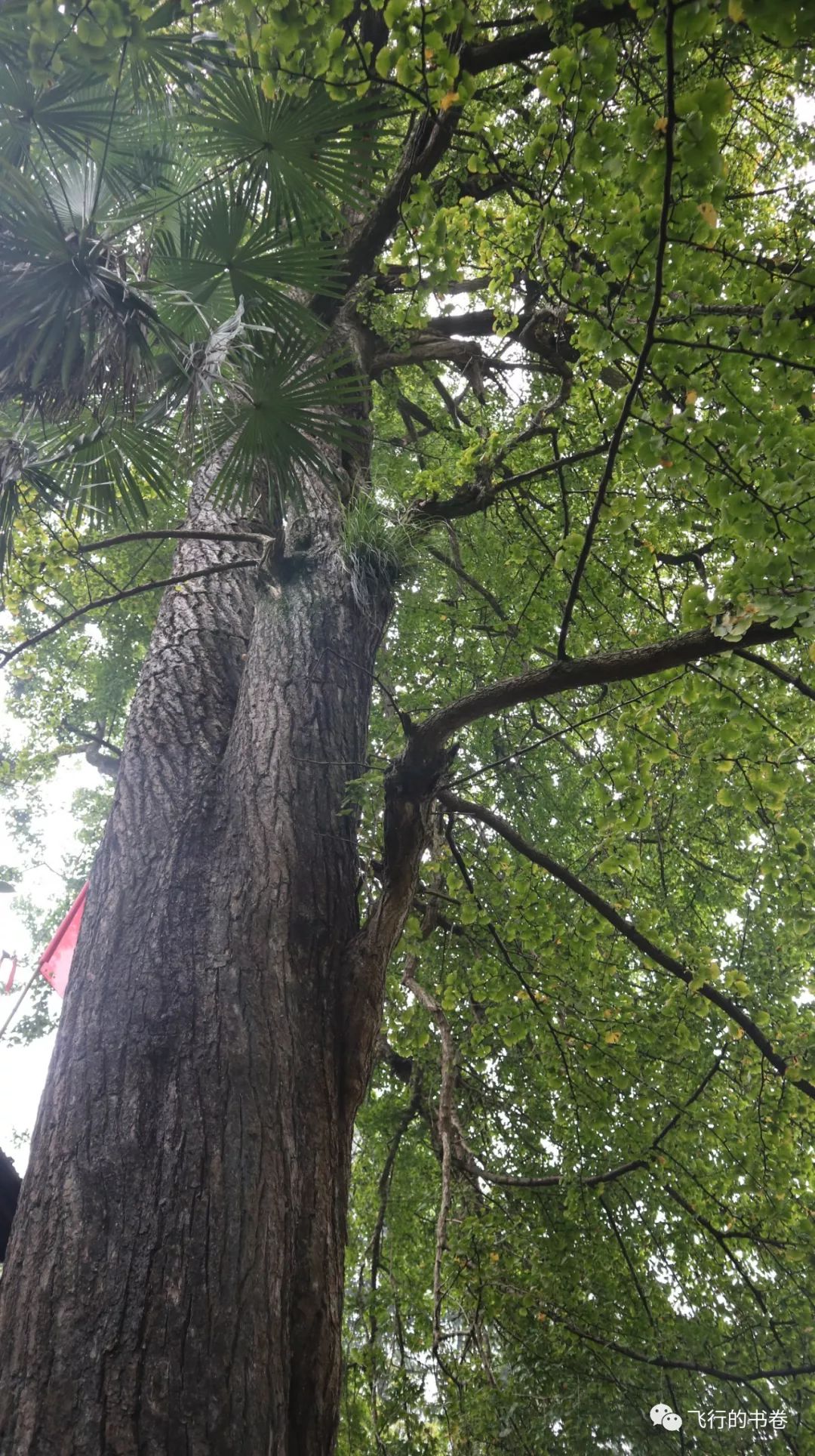 道教四大仙山你爬过几座,青城山为什么被称作道教第一山