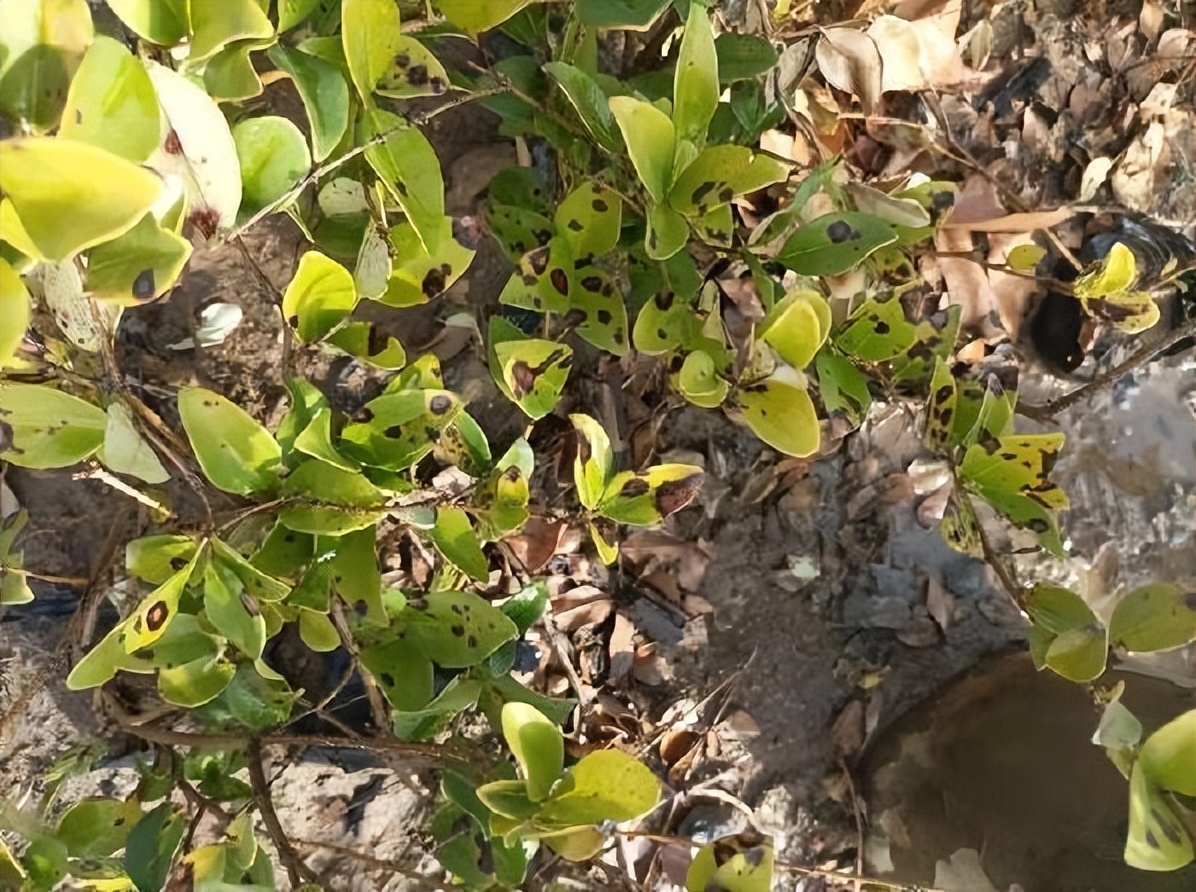 12月份园林绿化养护工作重点,元月份园林养护重点工作