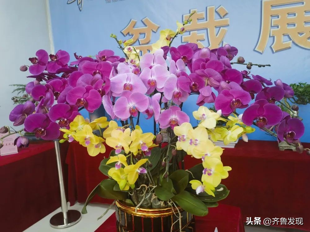青岛枯桃花卉展2018时间,青岛花卉博览会什么时候开放