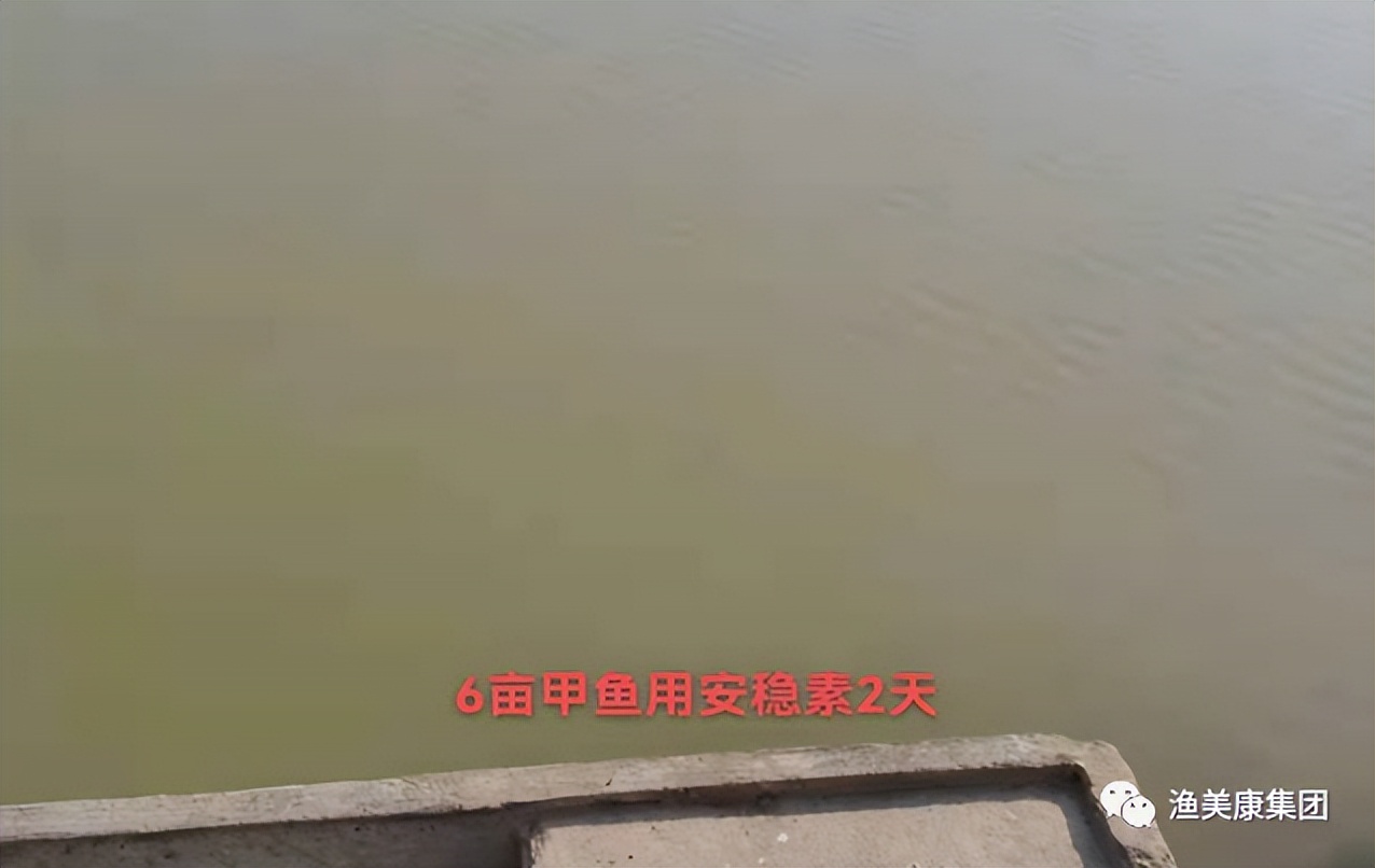 养殖甲鱼水霉病怎样处理,甲鱼腐甲最简单的处理