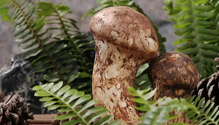 松茸美味不可抵挡,松茸独一无二