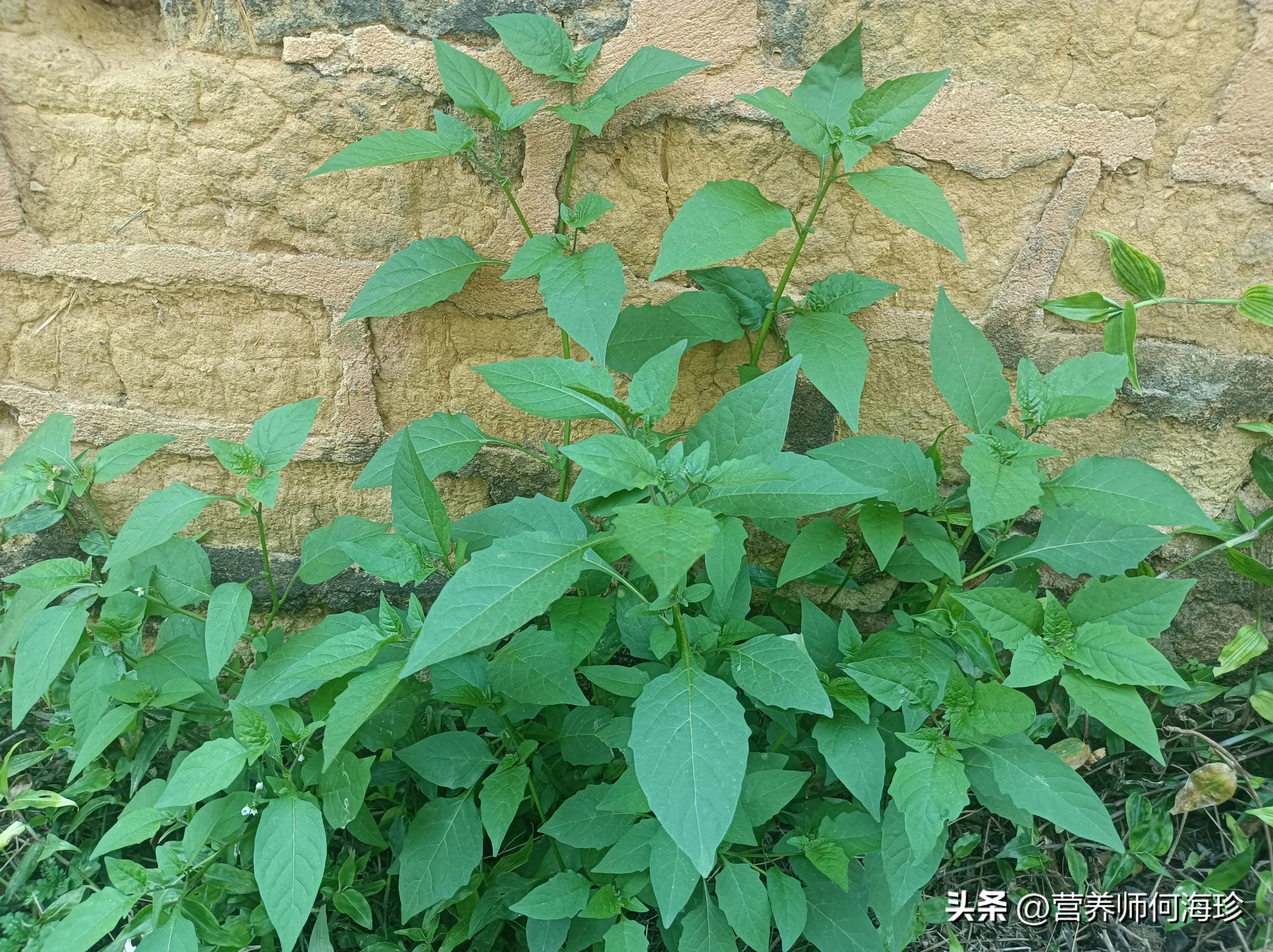 像辣椒苗的草药,像辣椒的野生植物