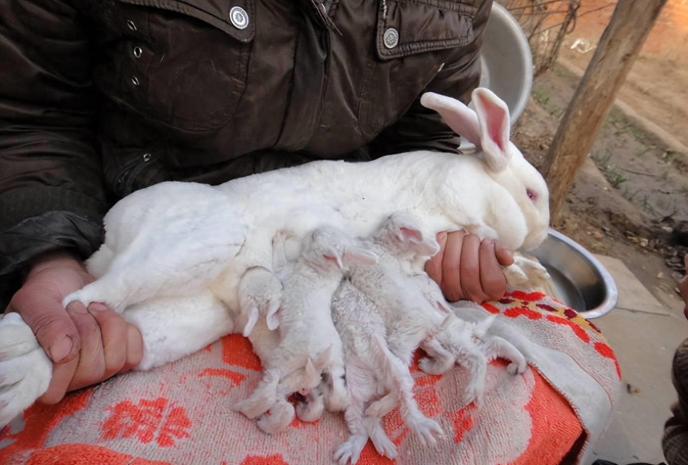 兔肉营养丰富,兔肉为啥没有营养