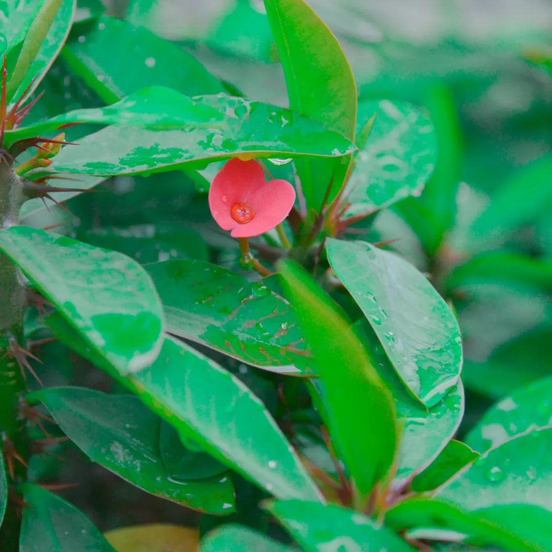 深圳市携创高级技工学校学费2021,深圳携创高级技工学校校区