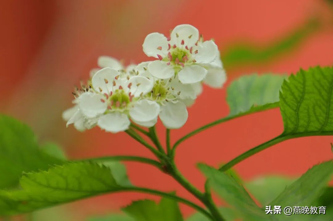 超越虎,超越虎图片