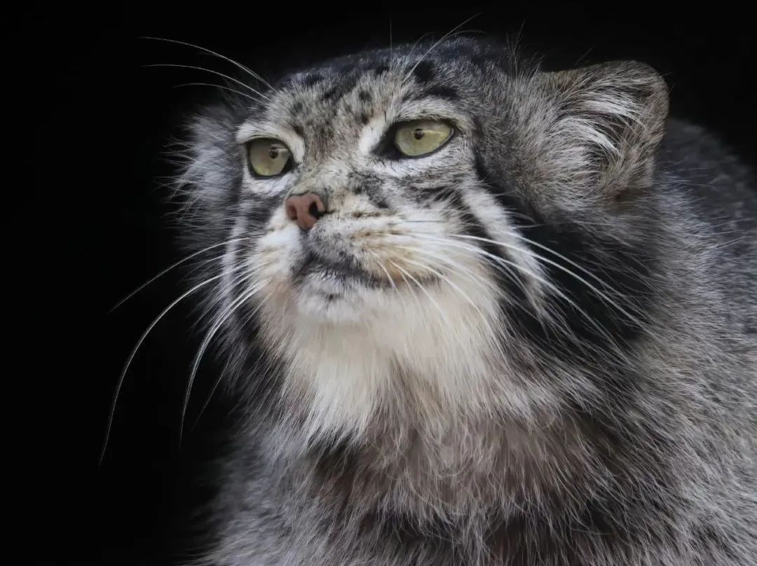 中国首只人工繁育兔狲离世,兔狲思邈怎么死了