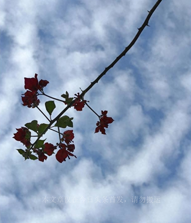 最后的凄凉下集,荀彧最后的凄凉
