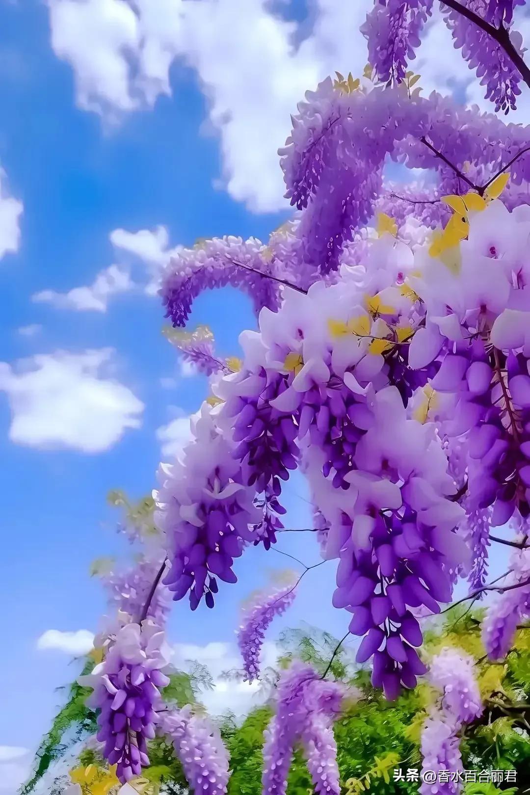 淡紫色的花是什么树,淡紫色的槐花