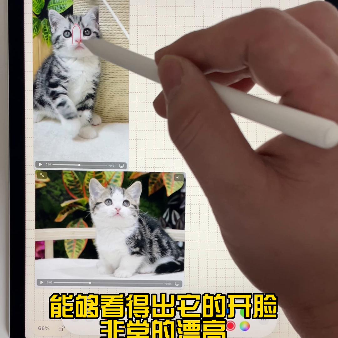 美短起司猫多少钱银渐层,串串起司猫和纯种起司猫区别在哪