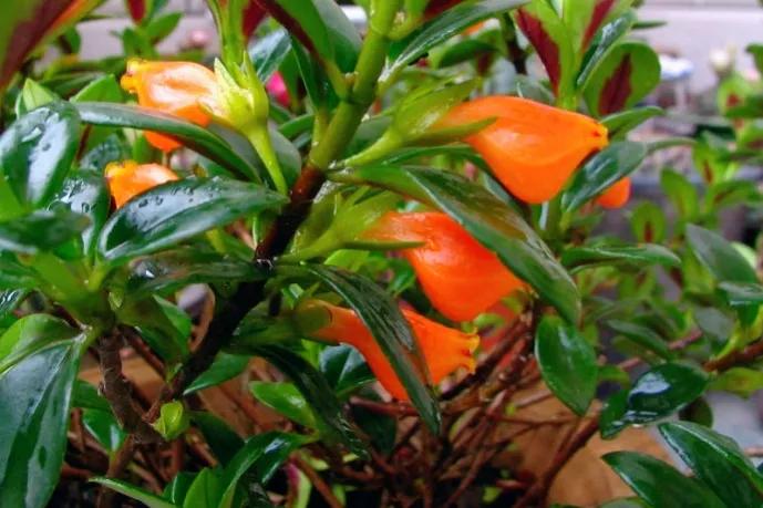 长得比较奇葩的植物,植物界奇葩的几种植物