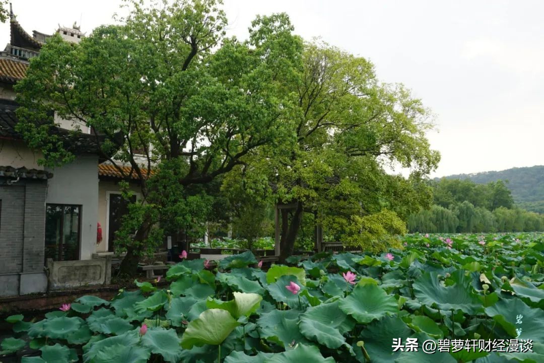 长沙第一波赏荷地图,杭州夏日赏荷地图