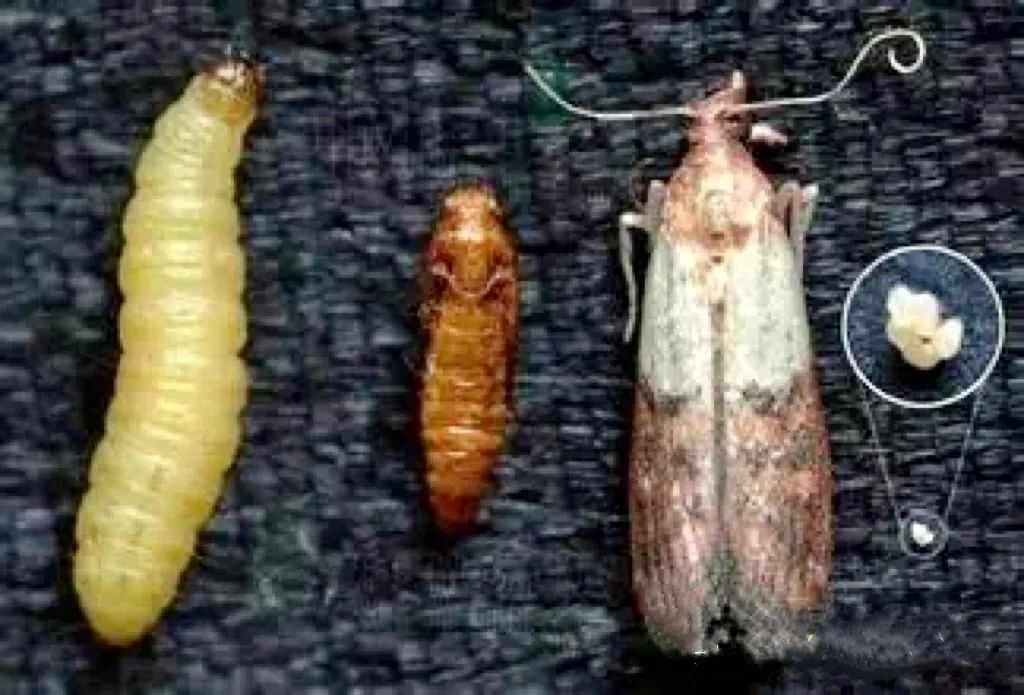 谁在说谎?爱他美婴儿奶粉生虫真相