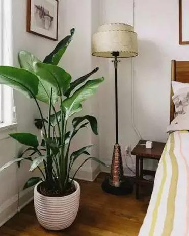 卧室植物净化空气排名,卧室净化空气最佳植物排名