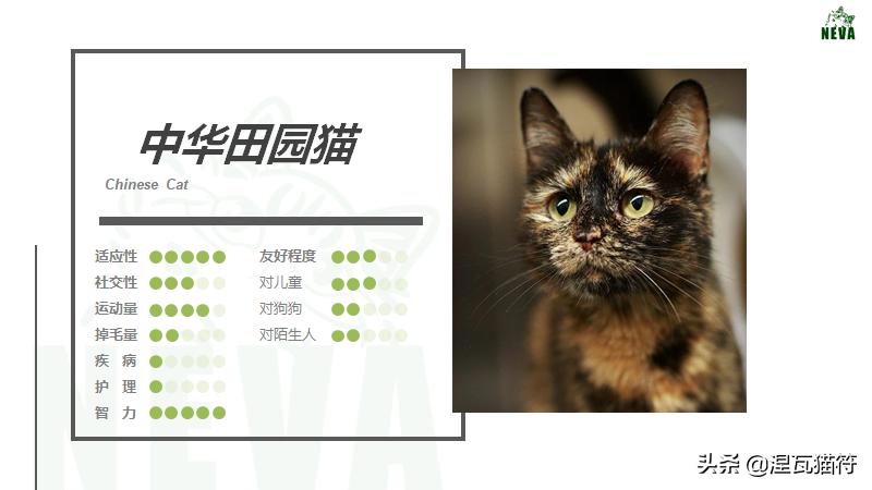 中国猫咪品种玳瑁猫,田园玳瑁猫的嘴