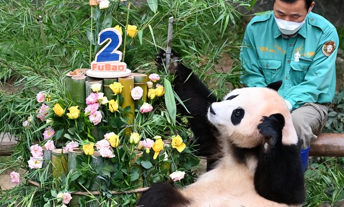 在美国大熊猫回国了吗,目前旅居国外的大熊猫有哪些