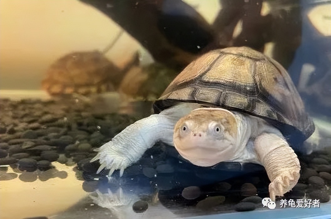 龟池清理粪便的动物,可以清除龟屎的生物