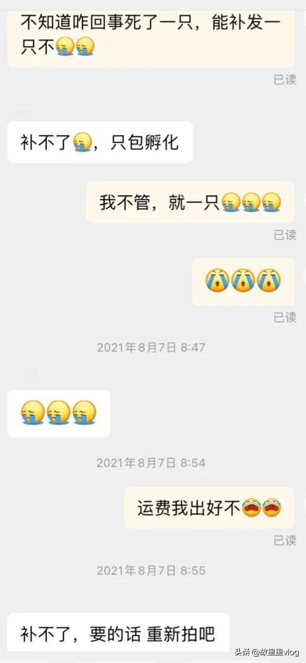 买了两只小乌龟现在长得特别大,乌龟长到几厘米开始生蛋