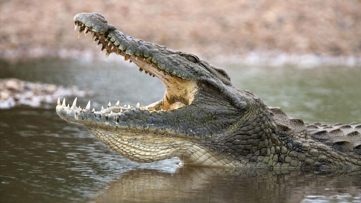 大白鲨咬合力真的只有400公斤吗,十大咬合力最强动物巨齿鲨