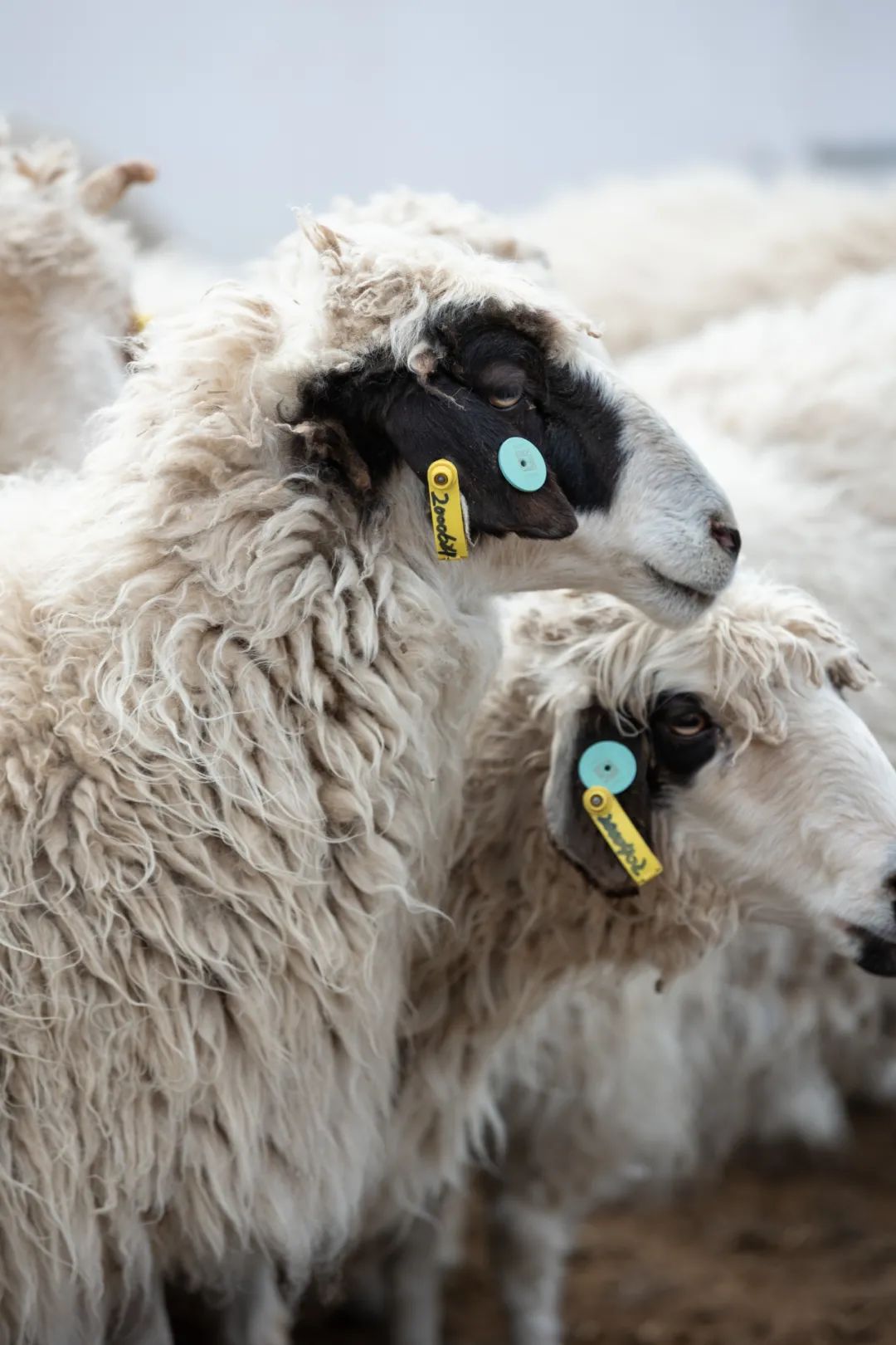 盐池滩羊清炖羊肉做法,苏尼特羊肉和盐池滩羊