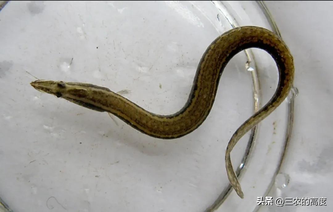 河鲜四大名鱼,最顶级的河鲜鱼