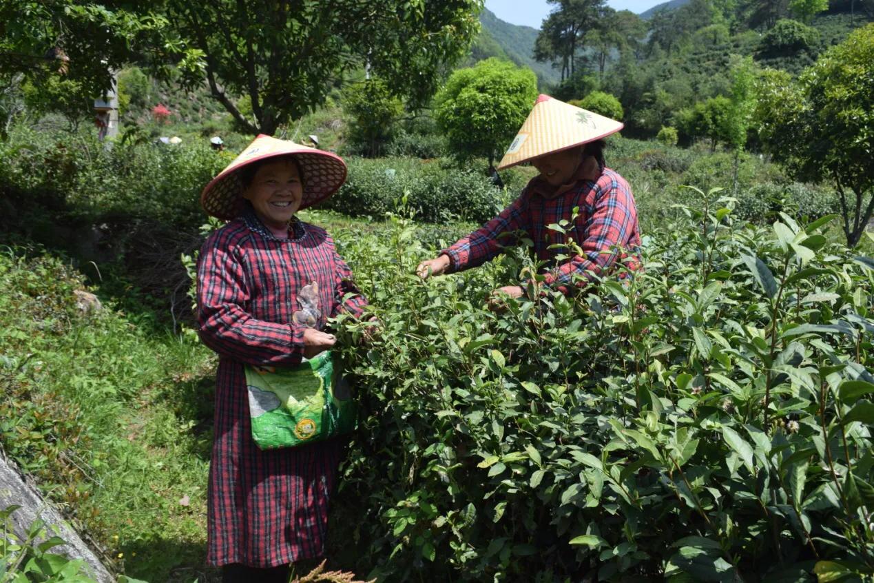 青阳县黄石溪名茶,安徽池州青阳黄石溪茶叶简介