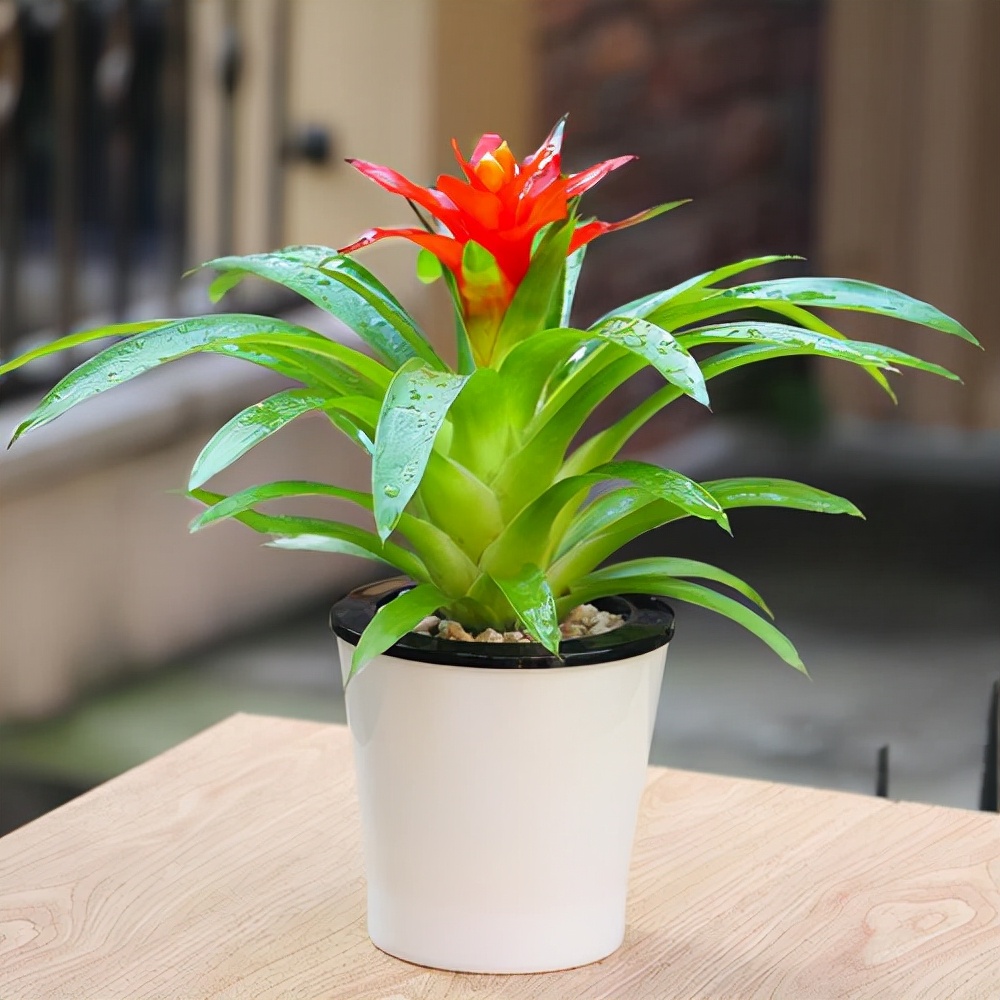 搬家送绿植应该送两棵还是一棵,搬家送什么绿植比较合适