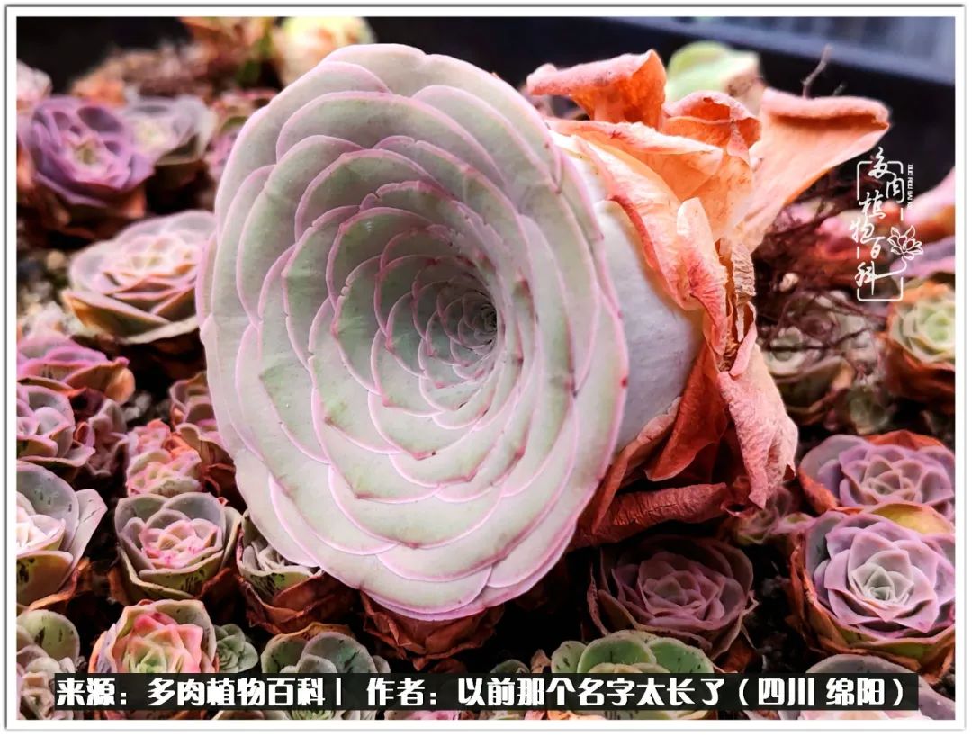 夏天山地玫瑰,小清新山地玫瑰