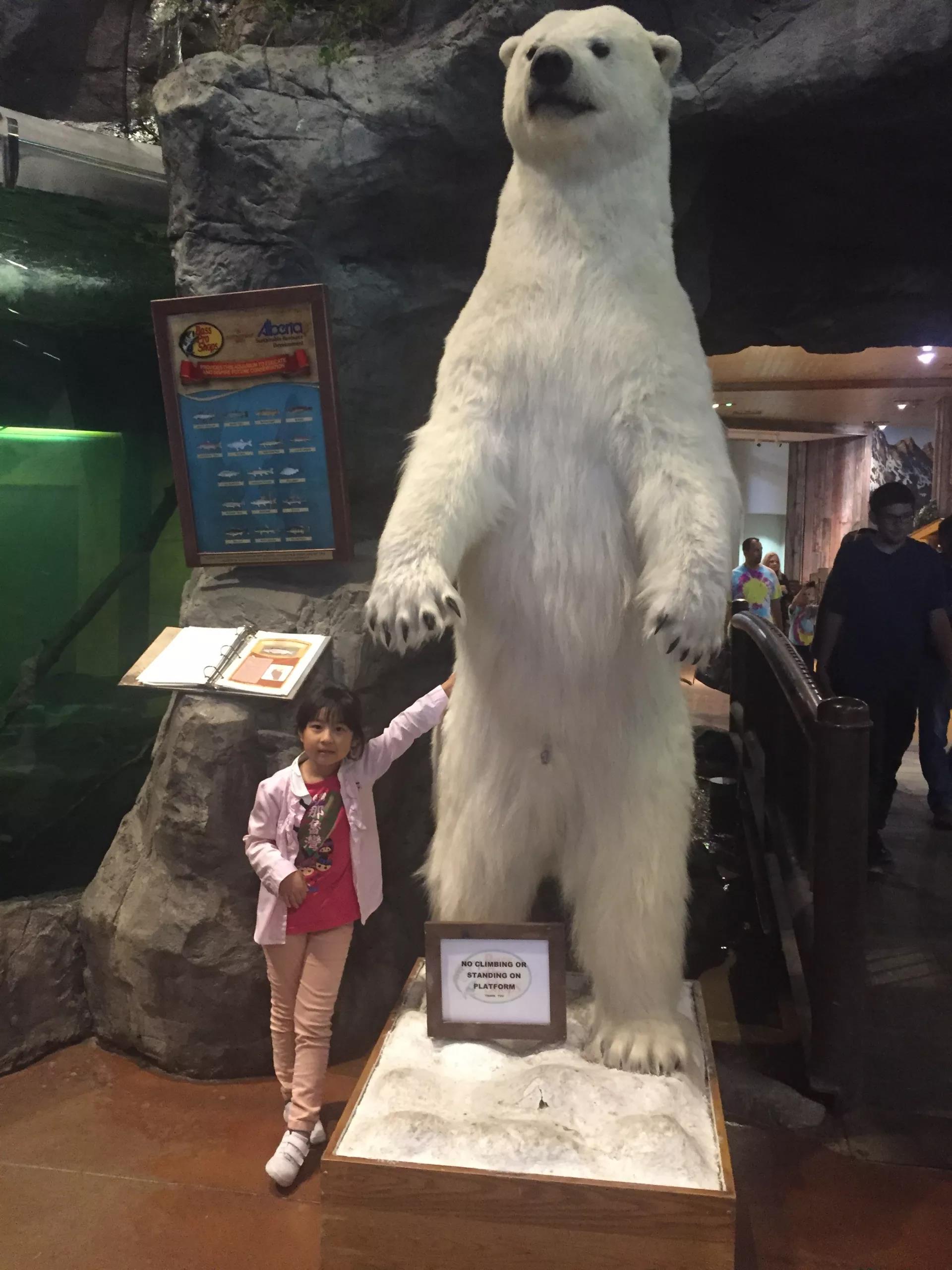 青岛如何带上猫猫去加拿大多伦多,钱猫猫加拿大之旅