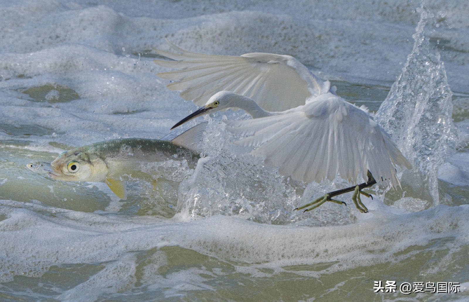 2024观鸟大年,观鸟大年介绍
