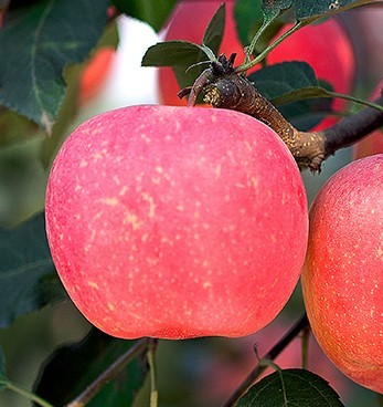 甘肃的什么地方的水果最好吃,甘肃的特色水果是什么