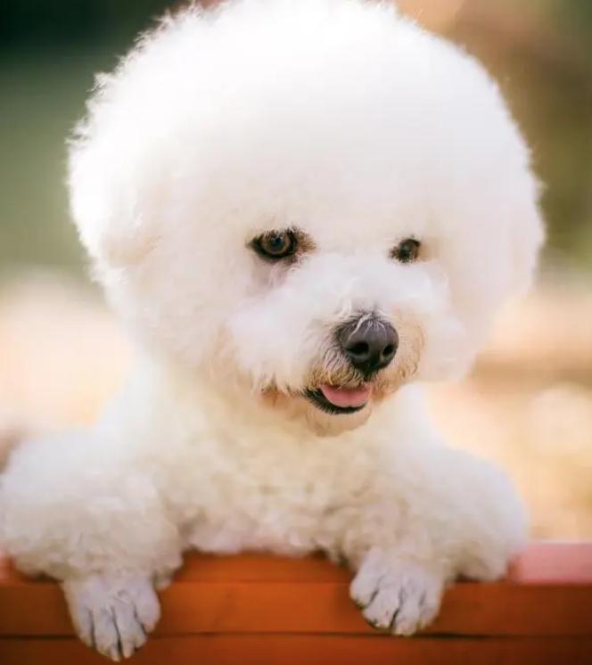 比熊宠物犬吃什么狗粮好,比熊狗狗吃什么狗粮又便宜又好