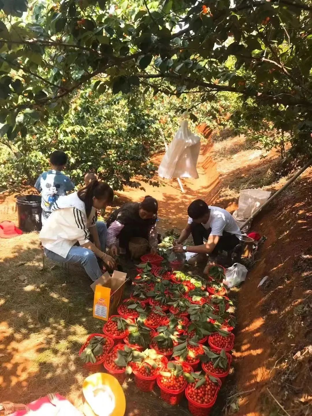 昆明今年樱桃采摘,新鲜樱桃上市