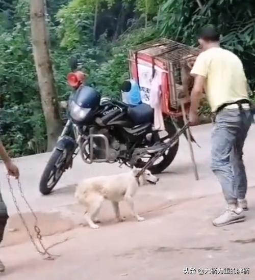 狗狗被无情的抛弃,狗狗被主人狠心抛弃