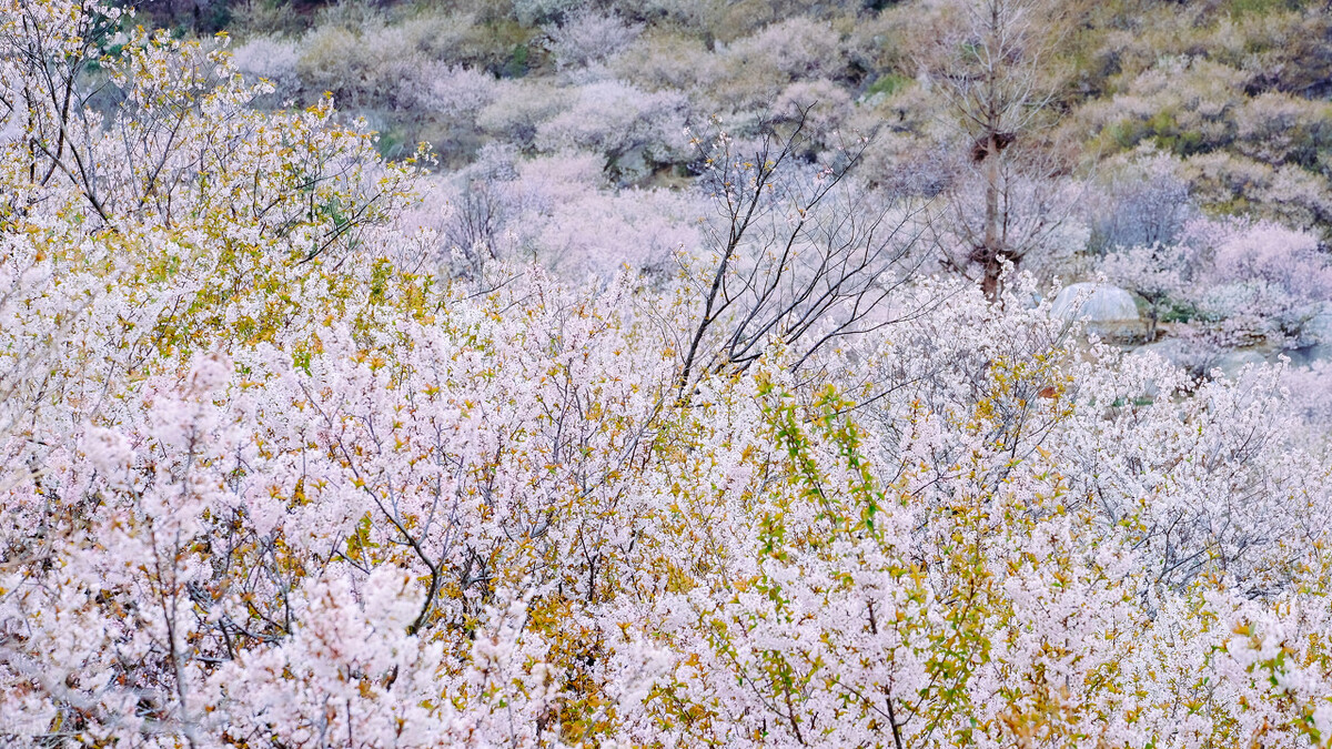世界赏樱胜地东湖樱园樱花盛开,中国赏樱胜地堪比日本东京