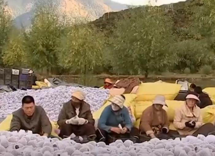 河南小伙种植黑色苹果,大叔在高原种苹果年入千万