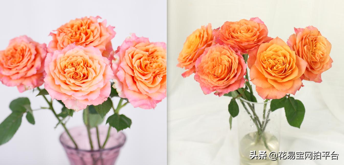 花店玫瑰为什么不香,花店里的玫瑰为什么不香